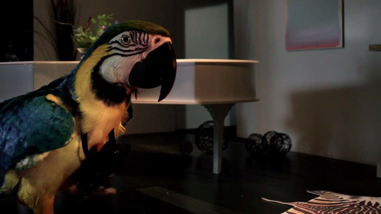 Gigaset - Talk to the Bird